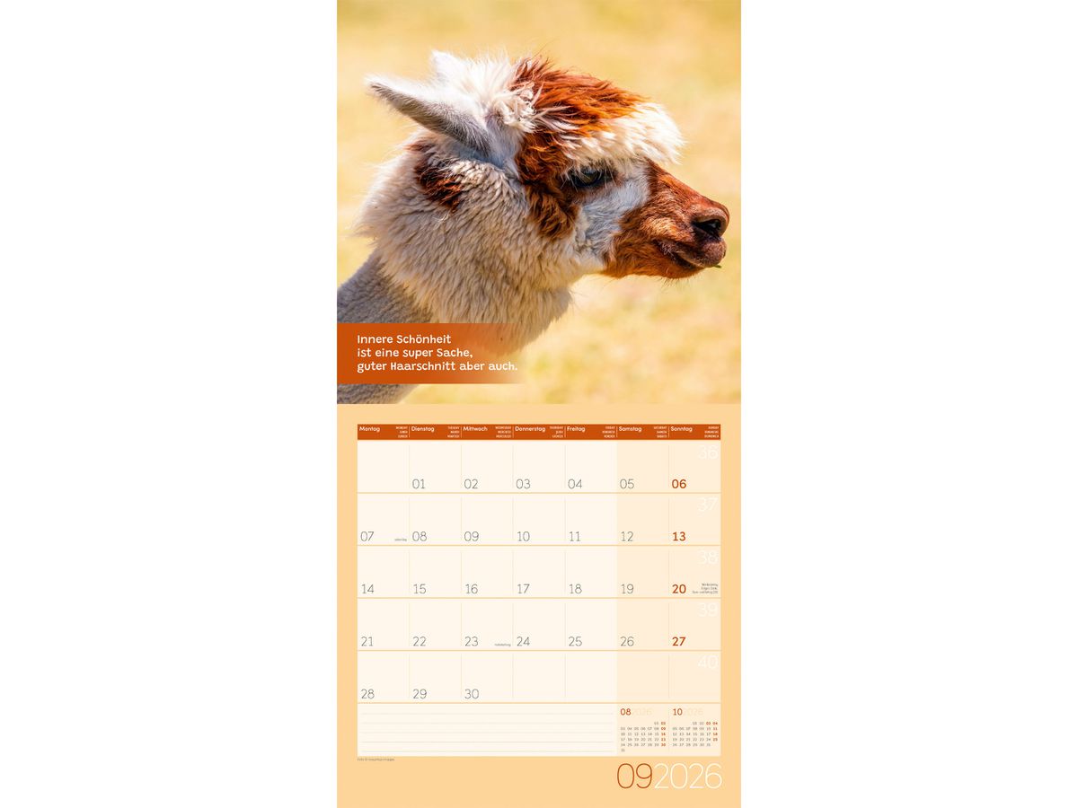 ACKERMANN Bildkalender 2026 4627 No Drama, Lama ML 30x30cm (9783838446271)