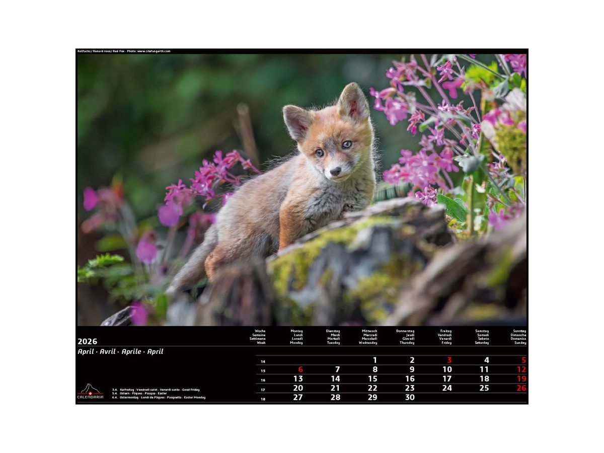 CALENDARIA Bildkalender 2026 9783036205472 Swiss Animals 40x31cm (9783036205472)