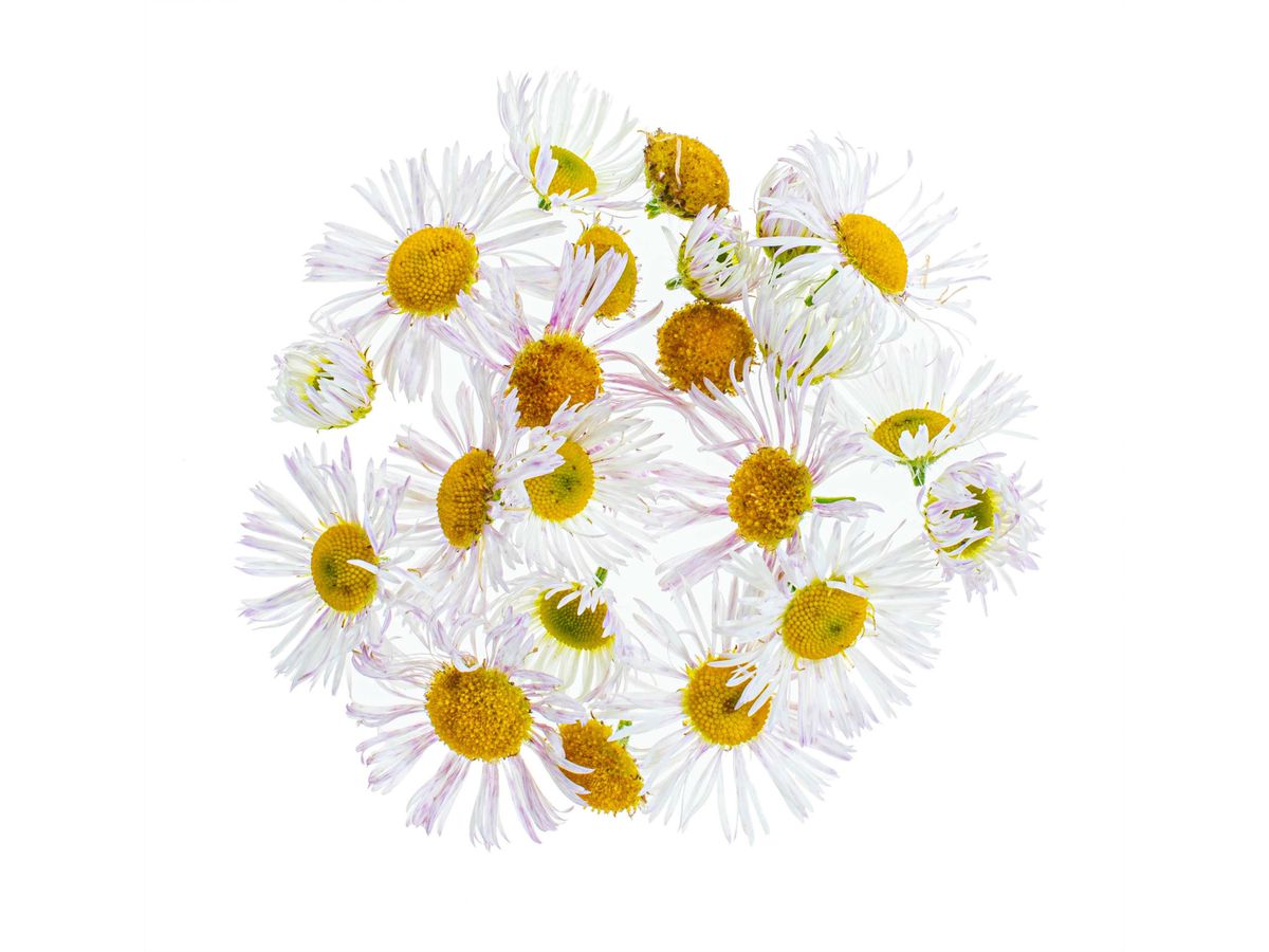 GLOREX Kamillenblüten 3g 61601107 gelb (7610877588711)