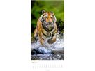 WEINGARTEN Calendario 2026 2958700+26 Big Cats DE 33x68cm (9783839901847)