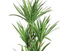 EGLO Plante artificielle 120cm 428018 vert, en pot (9008606253371)
