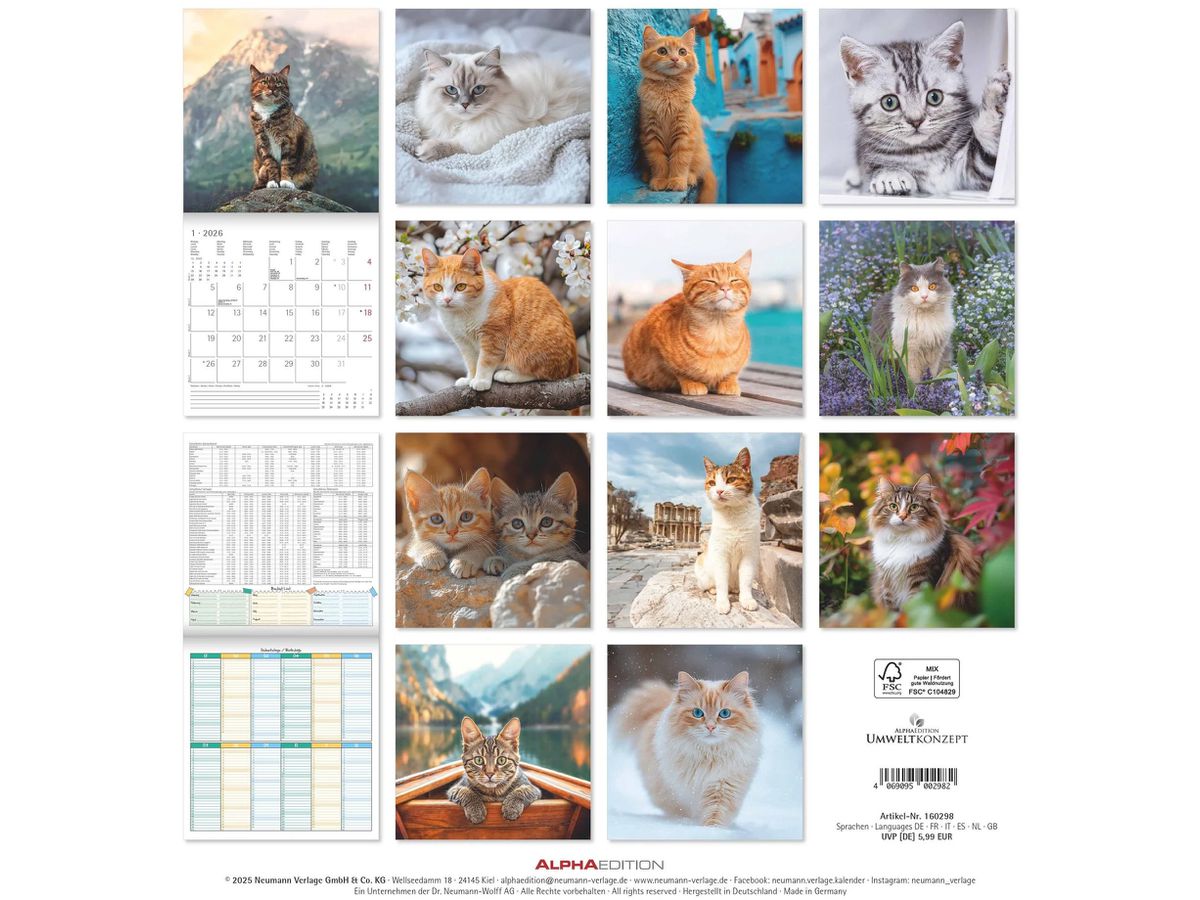 ALPHA EDITION Bildkalender 2026 160298 Katzen ML 30x30cm (4069095002982)