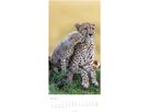 WEINGARTEN Calendario 2026 2958700+26 Big Cats DE 33x68cm (9783839901847)