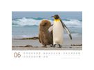 ACKERMANN Bildkalender 2026 2689 Pinguine ML 45x33cm (9783838426891)