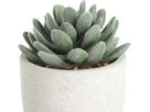 EGLO Plante artificielle 11cm 428011 vert, en pot (9008606253302)