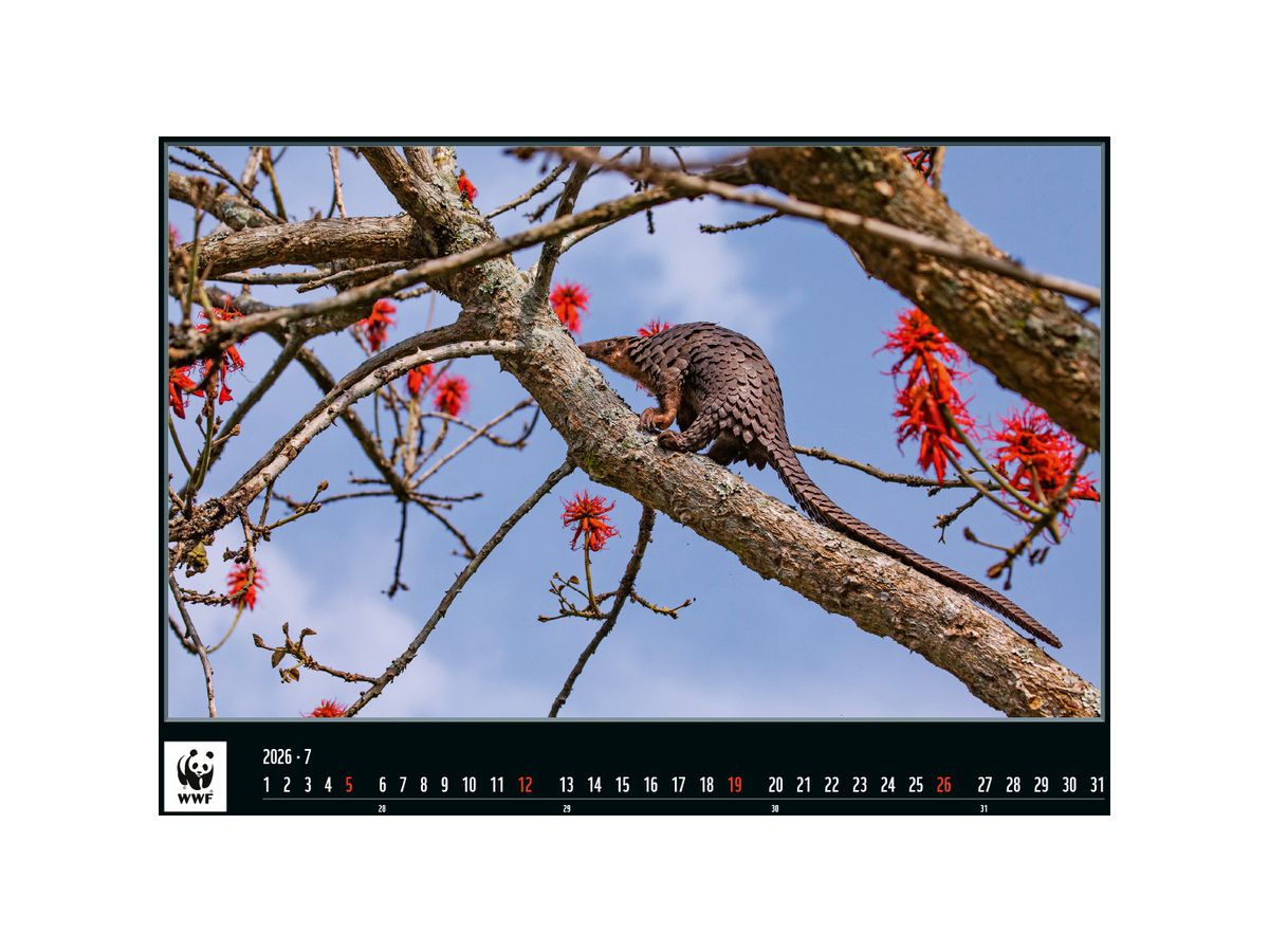 CALENDARIA Bildkalender 2026 9783036205496 WWF Wildlife ML 34x48cm (9783036205496)