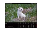 CALENDARIA Bildkalender 2026 9783036205472 Swiss Animals 40x31cm (9783036205472)