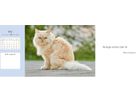 HARENBERG Pultkalender 2026 3310235+26 Katzen 29.9x11.1cm (9783840038020)