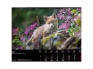 CALENDARIA Bildkalender 2026 9783036205472 Swiss Animals 40x31cm (9783036205472)