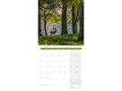 ACKERMANN Bildkalender 2026 4611 Zauber des Waldes ML 30x30cm (9783838446110)