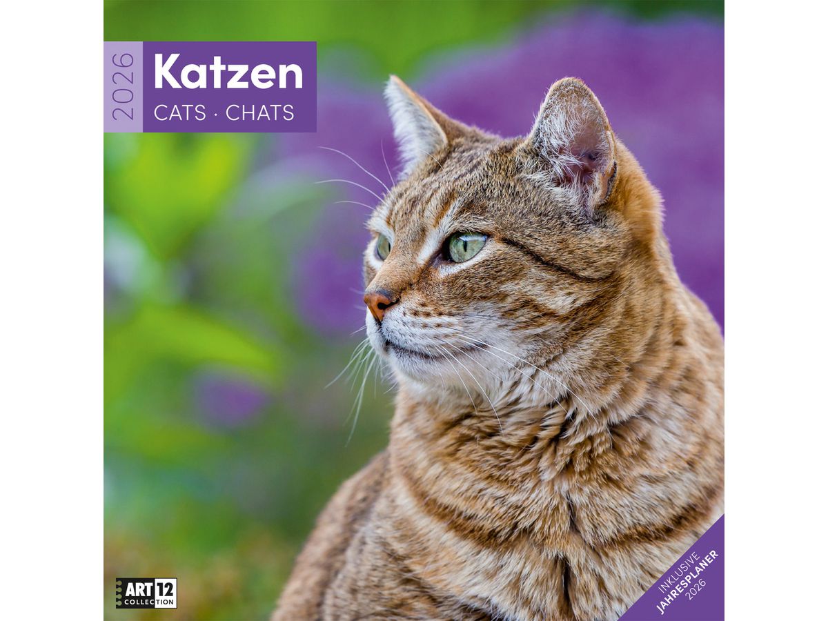 ACKERMANN Bildkalender 2026 4620 Katzen ML 30x30cm (9783838446202)