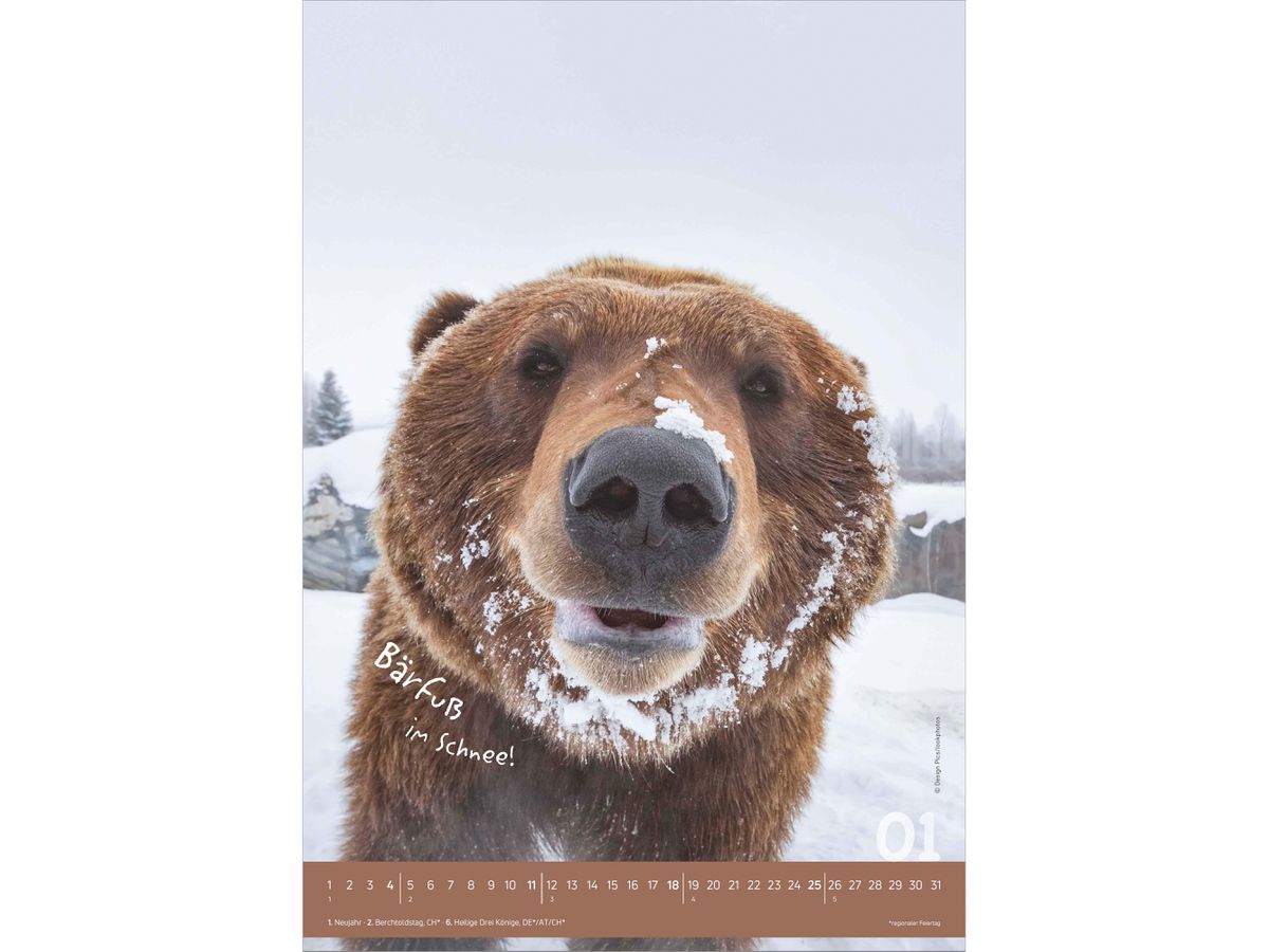 ALPHA EDITION Bildkalender 2026 160492 Tierisch cool! DE 23.7x34cm (4069095004924)