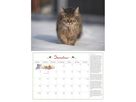 DUMONT Bildkalender 2026 260621 Katzen DE 42x29cm (4069095006218)