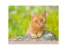 HEYE Bildkalender 2026 23165+26 Wegler Katzen DE 44x34cm (9783756411757)