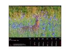 CALENDARIA Bildkalender 2026 9783036205472 Swiss Animals 40x31cm (9783036205472)