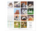 ALPHA EDITION Bildkalender 2026 160939 Funny Cats ML 30x30cm (4069095009394)