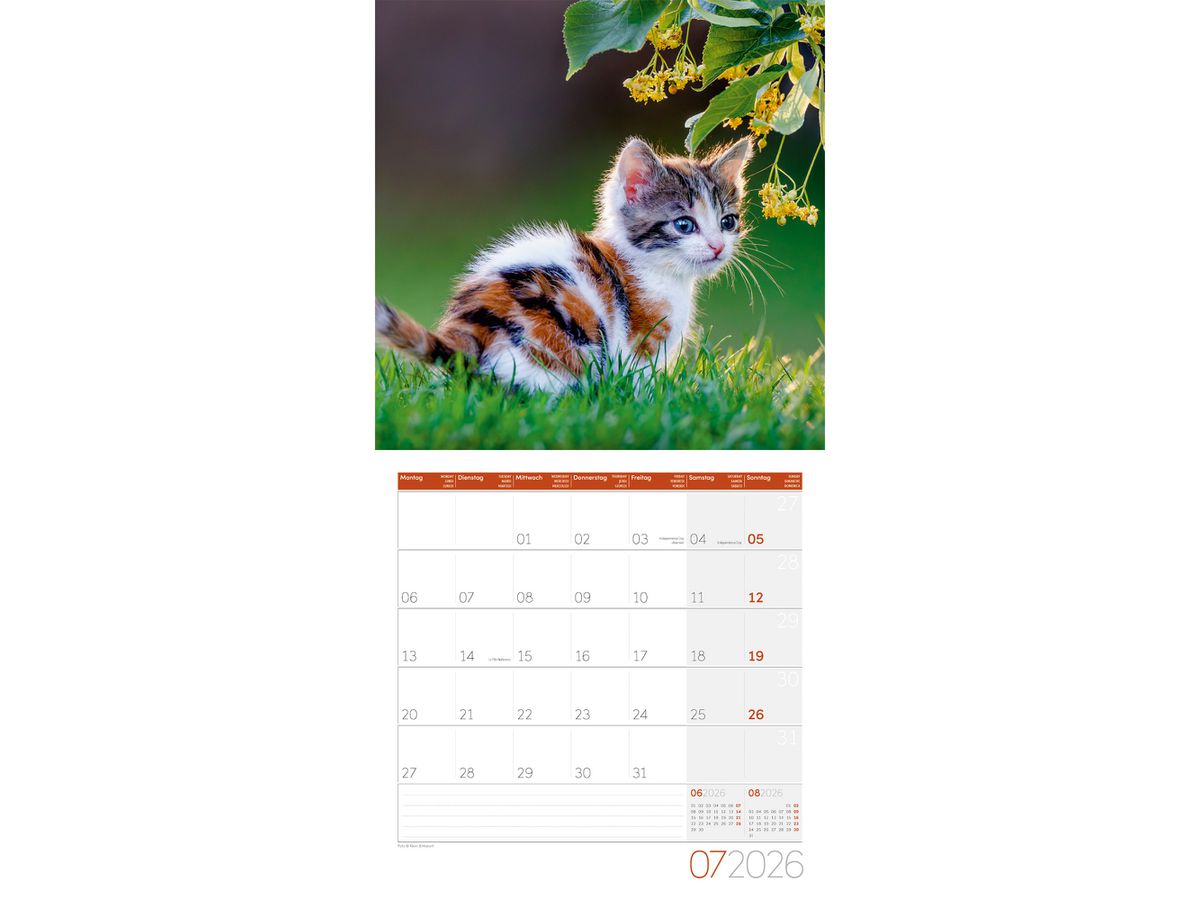 ACKERMANN Bildkalender 2026 4620 Katzen ML 30x30cm (9783838446202)