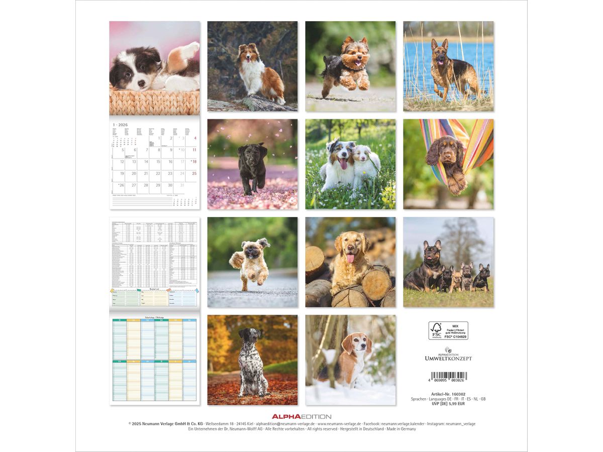 ALPHA EDITION Bildkalender 2026 160302 Hunde ML 30x30cm (4069095003026)
