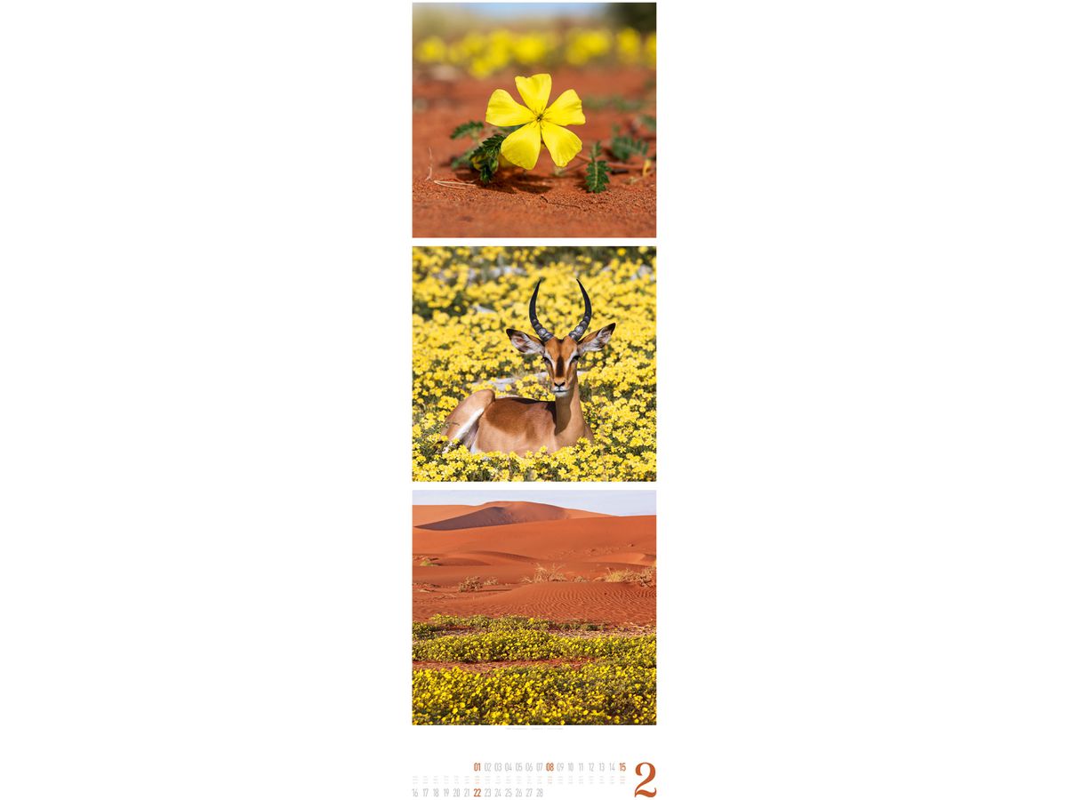 ACKERMANN Calendario 2026 2656 Nature ML 33x100cm (9783838426563)