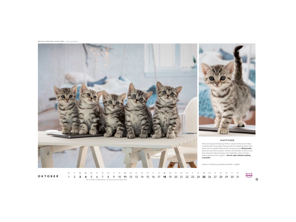HEYE Bildkalender 2026 1130+26 Whiskas Katzen DE 45x30cm (9783756413119)
