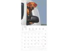 ALPHA EDITION Bildkalender 2026 160631 Labrador ML 30x30cm (4069095006317)