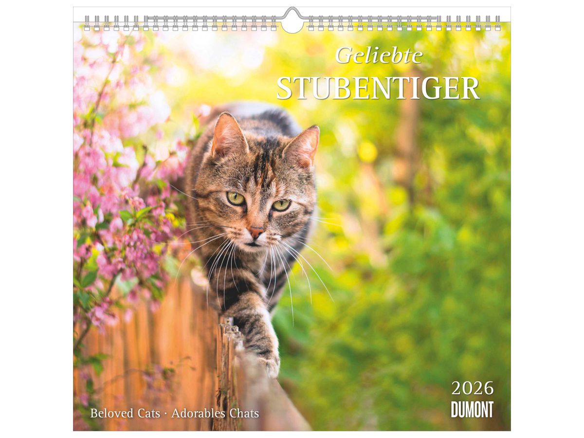 DUMONT Bildkalender 2026 260612 Stubentiger ML 38x35.5cm (4069095006126)
