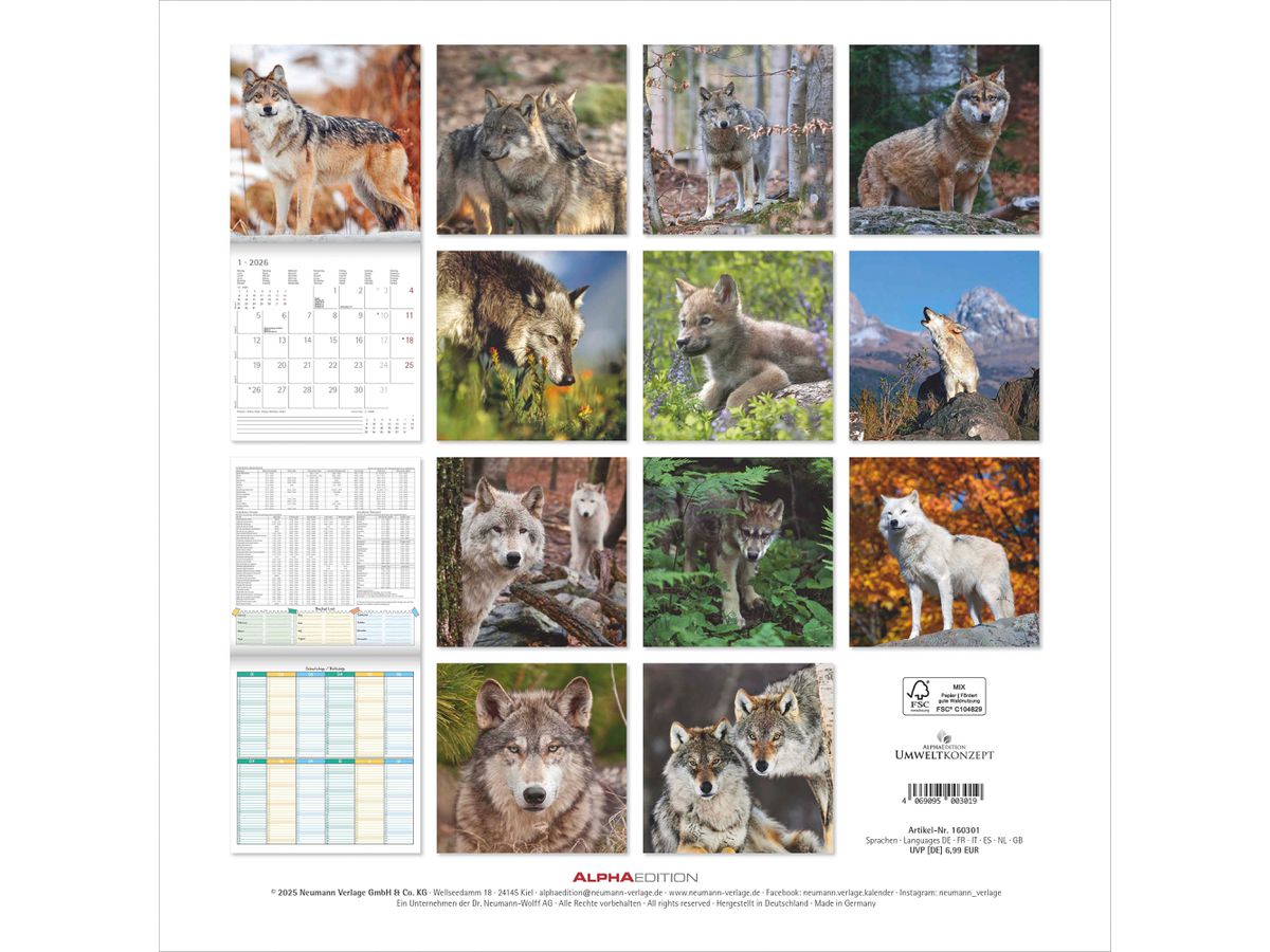 ALPHA EDITION Bildkalender 2026 160301 Wölfe ML 30x30cm (4069095003019)