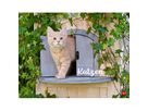 HEYE Bildkalender 2026 23165+26 Wegler Katzen DE 44x34cm (9783756411757)