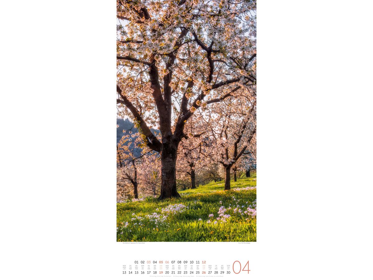 ACKERMANN Bildkalender 2026 2620 Bäume ML 33x66cm (9783838426204)