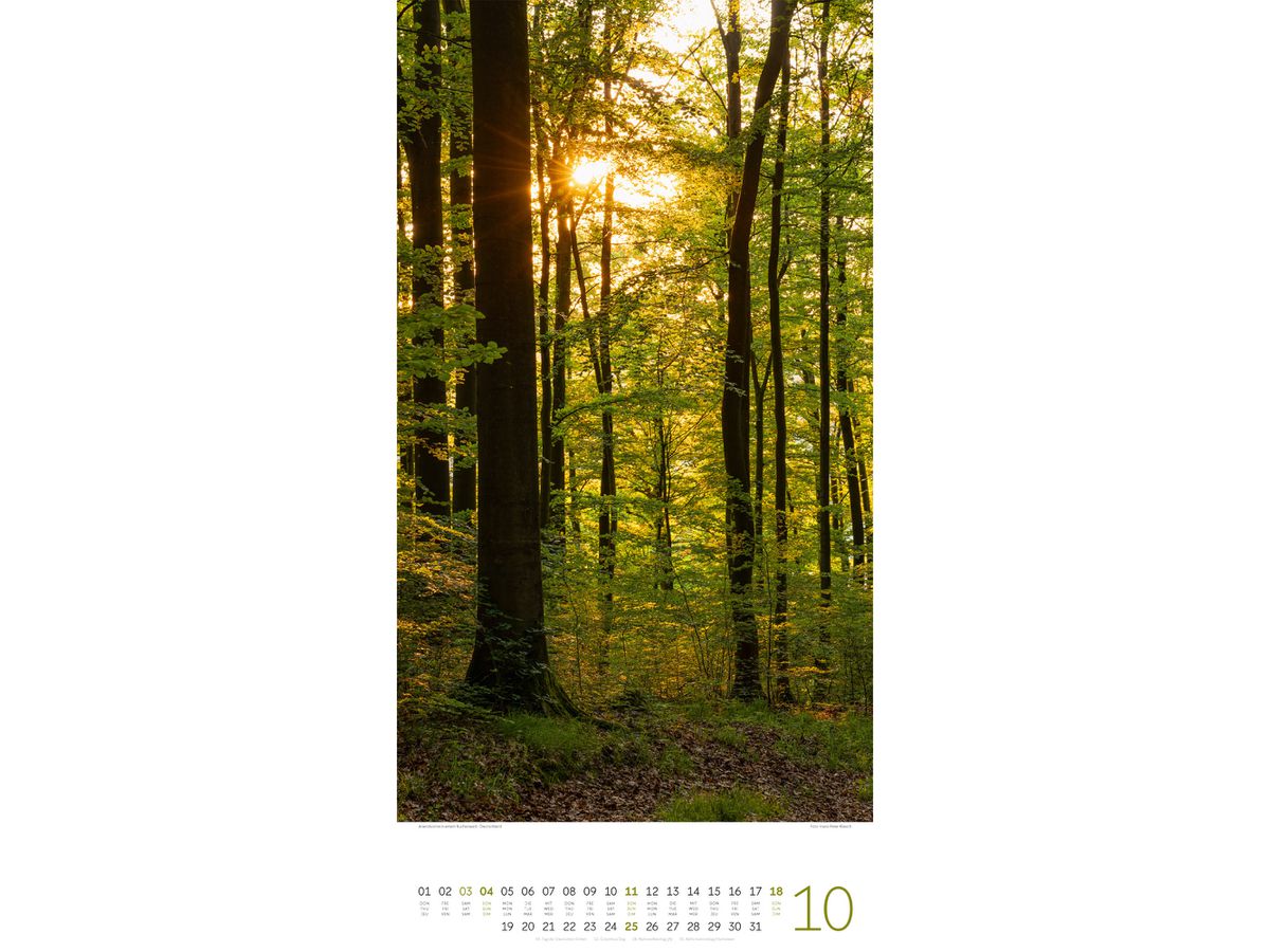 ACKERMANN Bildkalender 2026 2620 Bäume ML 33x66cm (9783838426204)