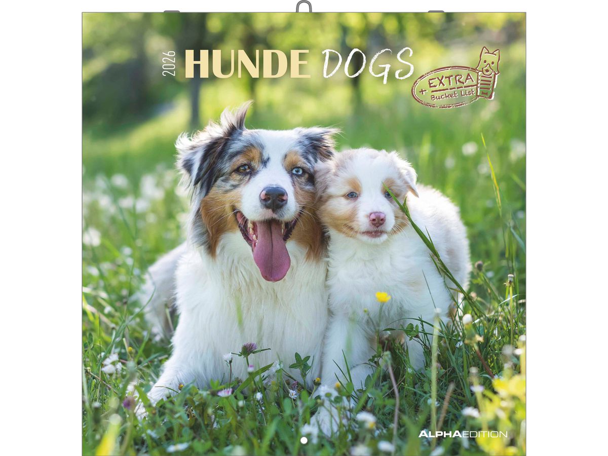 ALPHA EDITION Bildkalender 2026 160302 Hunde ML 30x30cm (4069095003026)