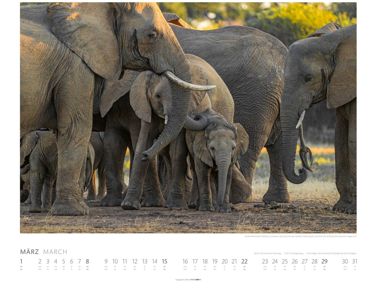 WEINGARTEN Bildkalender 2026 2960300+26 Elefanten DE 55x46cm (9783839901908)
