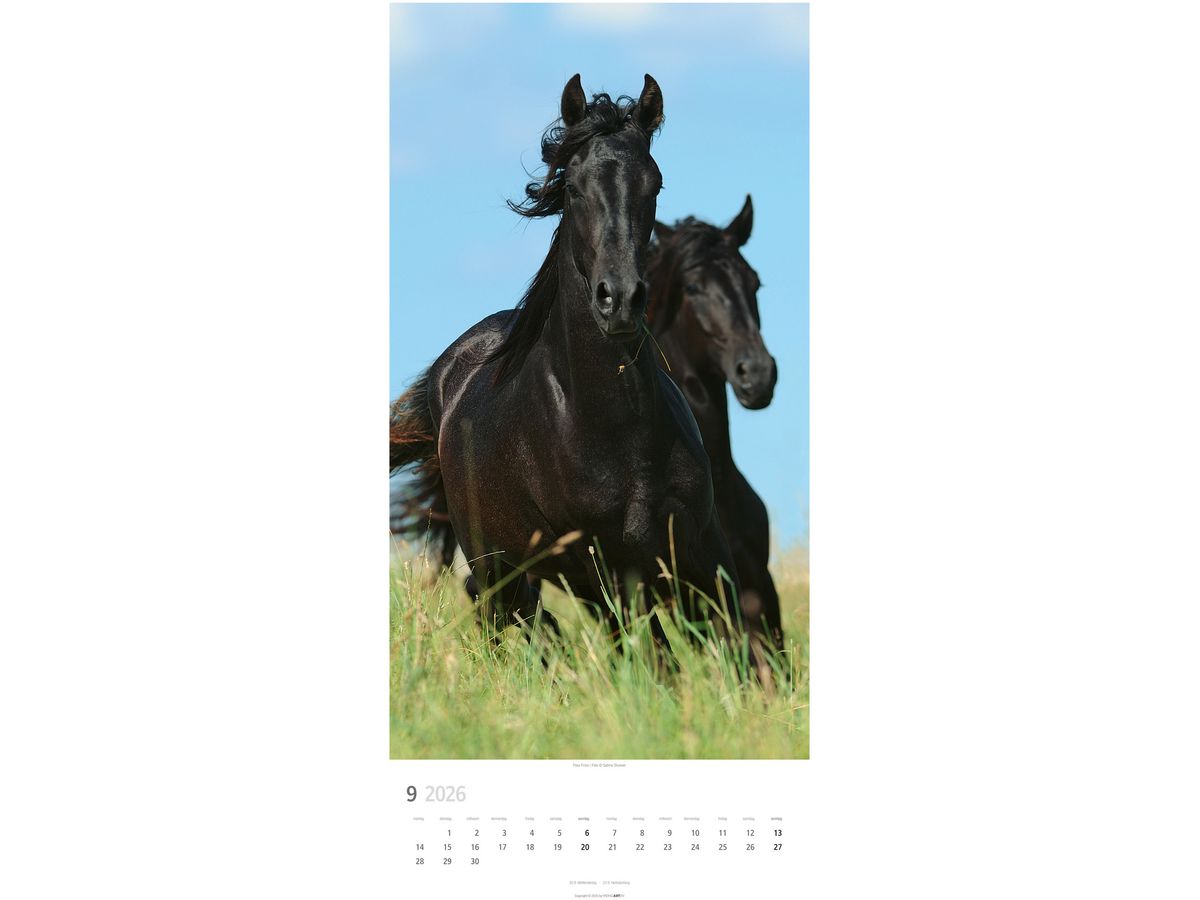 WEINGARTEN Bildkalender 2026 3119300+26 Pferde DE 33x68cm (9783839903032)