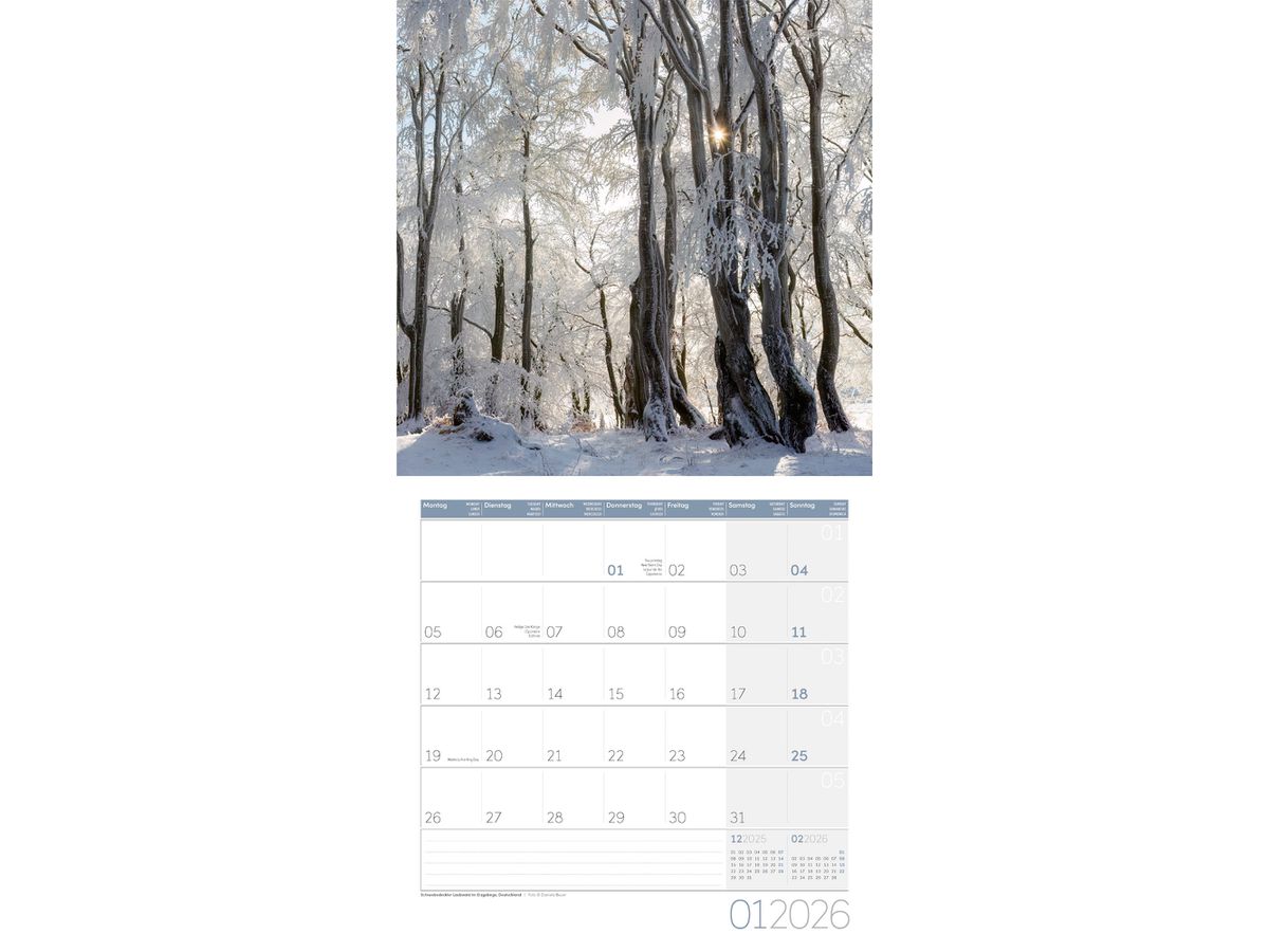ACKERMANN Bildkalender 2026 4611 Zauber des Waldes ML 30x30cm (9783838446110)