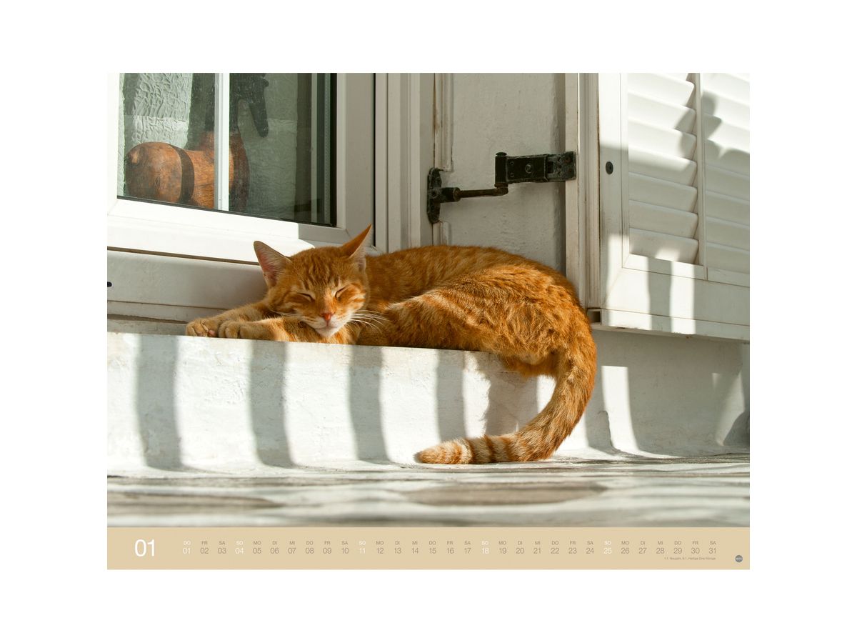 HEYE Bildkalender 2026 23165+26 Wegler Katzen DE 44x34cm (9783756411757)