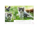 HEYE Bildkalender 2026 1130+26 Whiskas Katzen DE 45x30cm (9783756413119)