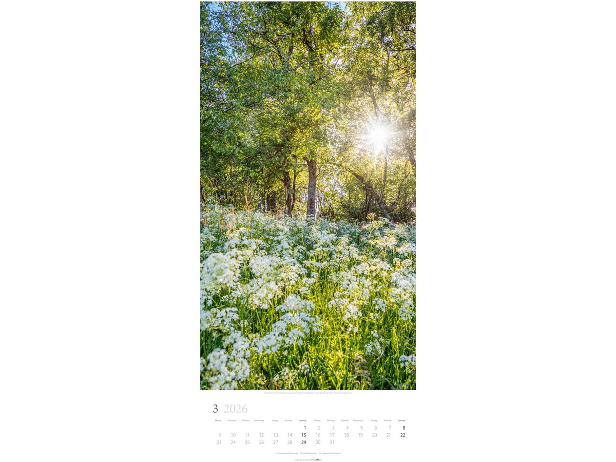WEINGARTEN Calendario 2026 3150200+26 Im Wald DE 33x68cm (9783839902189)