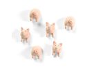 TRENDFORM Magnete PIGGY FA4593 6er Set assortiert (7640169364044)