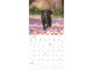 ALPHA EDITION Bildkalender 2026 160302 Hunde ML 30x30cm (4069095003026)