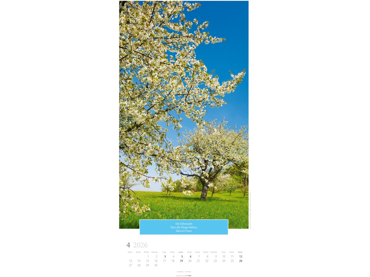 WEINGARTEN Bildkalender 2026 2958600+26 Wunderwelt Bäume DE 33x68cm (9783839901830)
