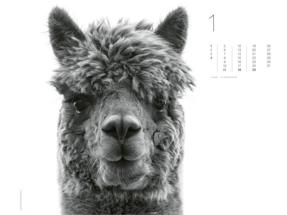 WEINGARTEN Calendario 2026 3312243+26 Black&White Animals 55x46cm (9783839902776)