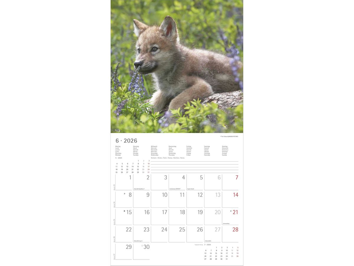 ALPHA EDITION Bildkalender 2026 160301 Wölfe ML 30x30cm (4069095003019)