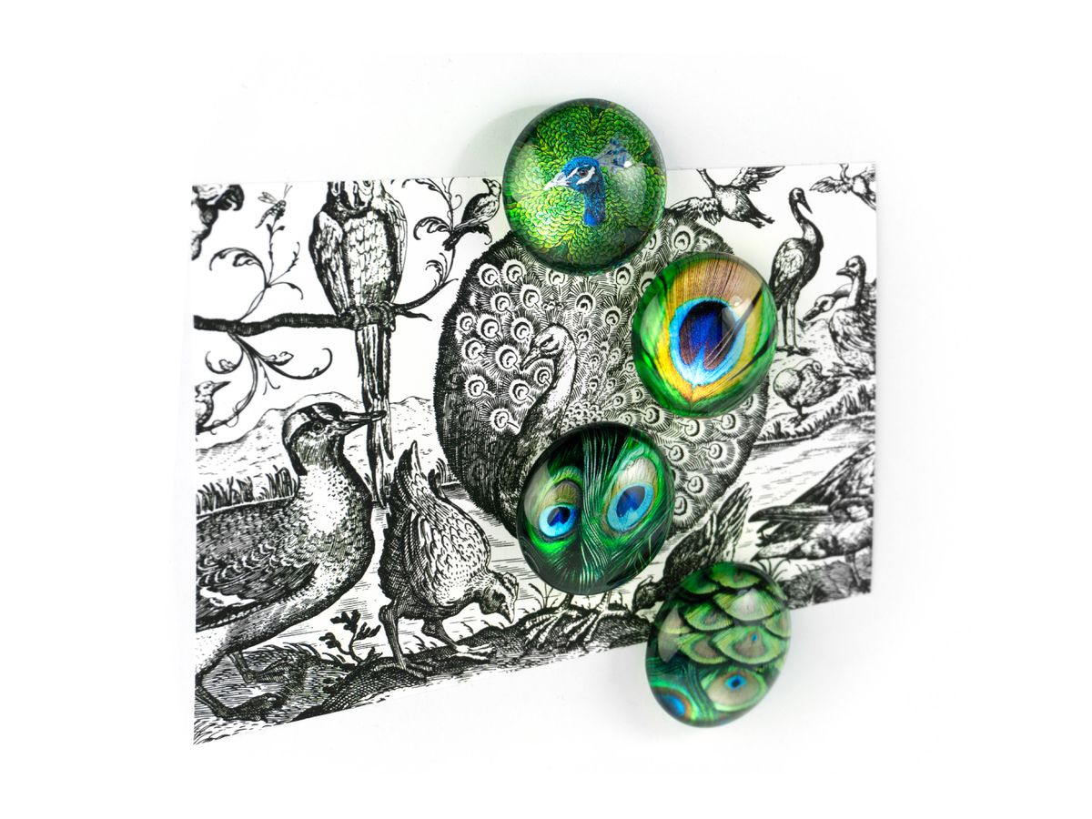 TRENDFORM EYE Magnete PEACOCK EY2020 4er Set (7640169365720)