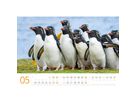 ACKERMANN Bildkalender 2026 2689 Pinguine ML 45x33cm (9783838426891)