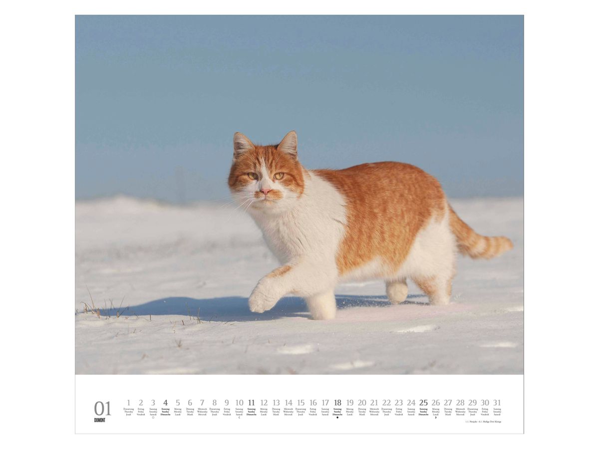 DUMONT Bildkalender 2026 260612 Stubentiger ML 38x35.5cm (4069095006126)