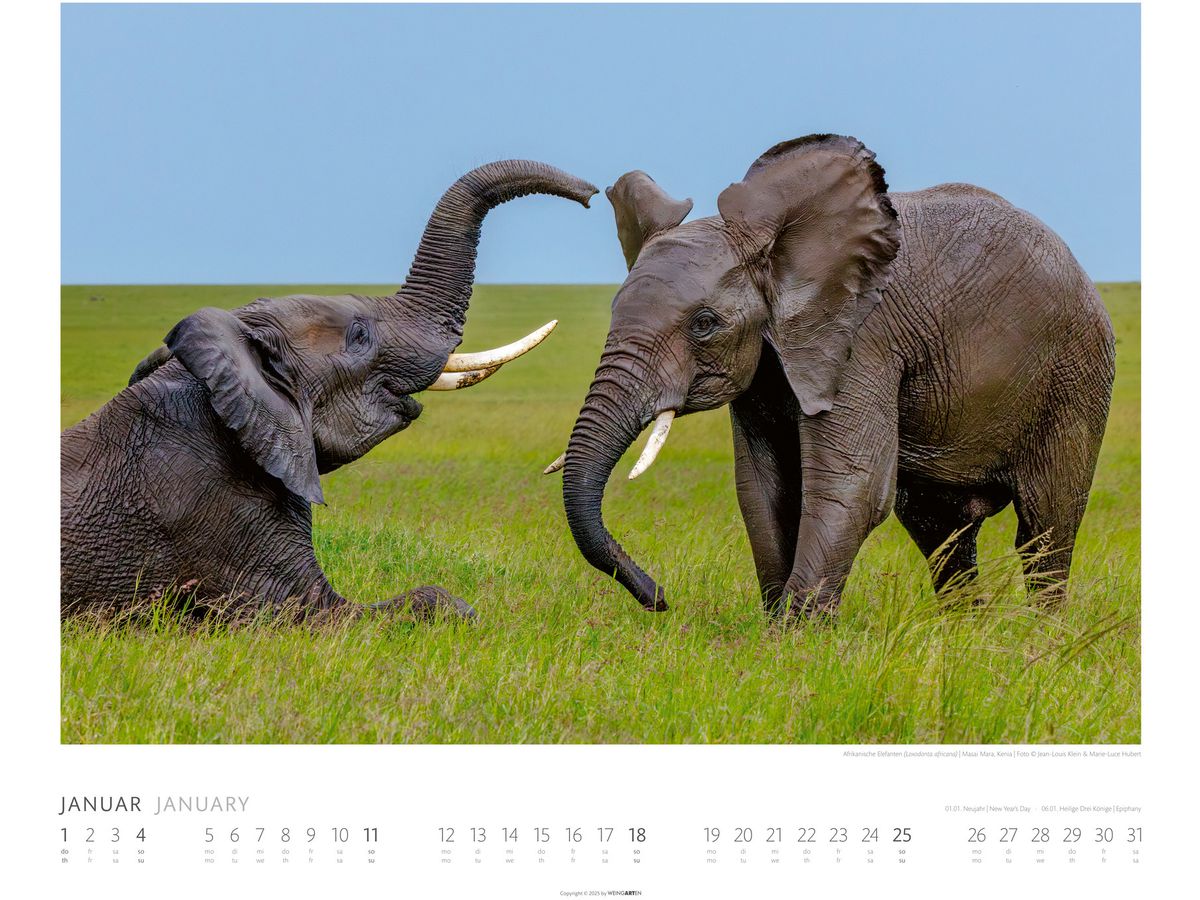 WEINGARTEN Bildkalender 2026 2960300+26 Elefanten DE 55x46cm (9783839901908)