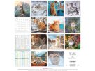 ALPHA EDITION Bildkalender 2026 160298 Katzen ML 30x30cm (4069095002982)