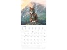 ALPHA EDITION Bildkalender 2026 160298 Katzen ML 30x30cm (4069095002982)