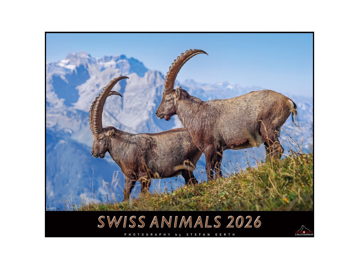 CALENDARIA Bildkalender 2026 9783036205472 Swiss Animals 40x31cm (9783036205472)