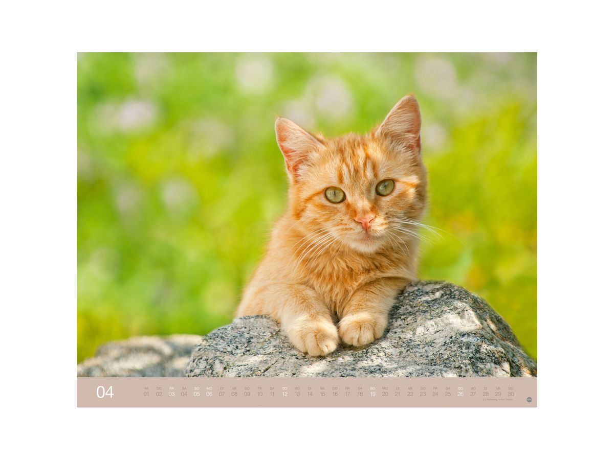 HEYE Bildkalender 2026 23165+26 Wegler Katzen DE 44x34cm (9783756411757)